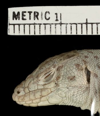Media type: image;   Herpetology R-22188 Aspect: head lateral